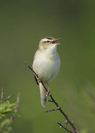 Sedge Warbler Acrocephalus schoenobaenus