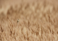 Sedge Warbler Acrocephalus schoenobaenus