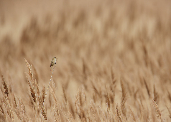 Sedge Warbler Acrocephalus schoenobaenus