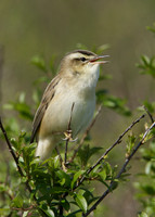 Sedge Warbler Acrocephalus schoenobaenus