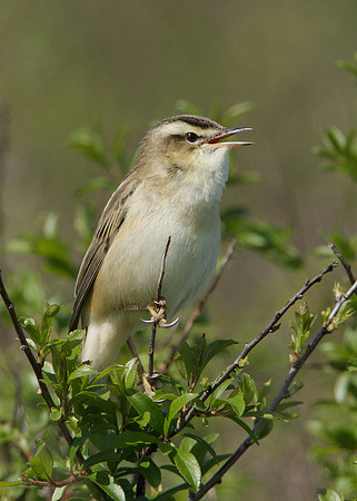 Sedge Warbler Acrocephalus schoenobaenus