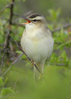 Sedge Warbler Acrocephalus schoenobaenus