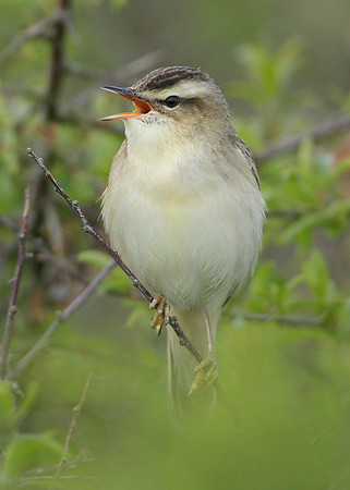 Sedge Warbler Acrocephalus schoenobaenus