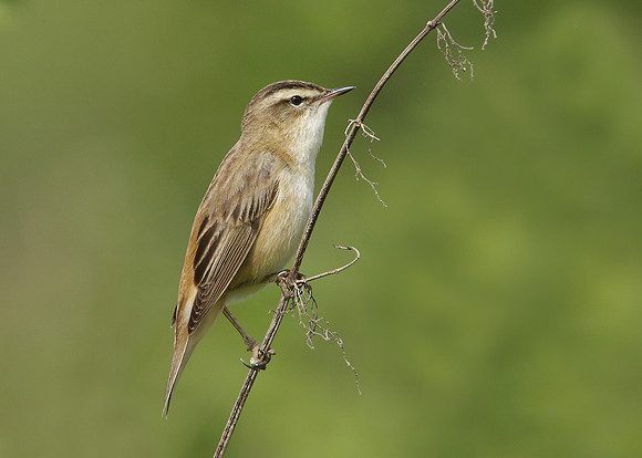 Sedge Warbler Acrocephalus schoenobaenus