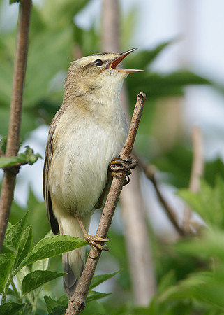 Sedge Warbler Acrocephalus schoenobaenus