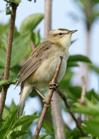 Sedge Warbler Acrocephalus schoenobaenus