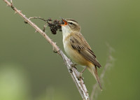 Sedge Warbler Acrocephalus schoenobaenus