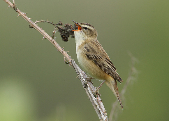 Sedge Warbler Acrocephalus schoenobaenus