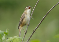 Sedge Warbler Acrocephalus schoenobaenus