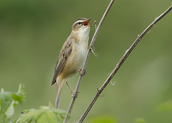 Sedge Warbler Acrocephalus schoenobaenus