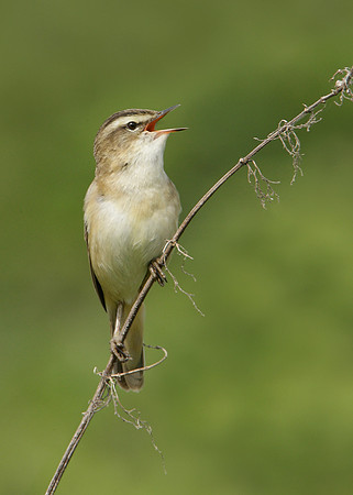 Sedge Warbler Acrocephalus schoenobaenus