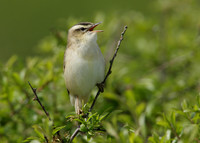 Sedge Warbler Acrocephalus schoenobaenus