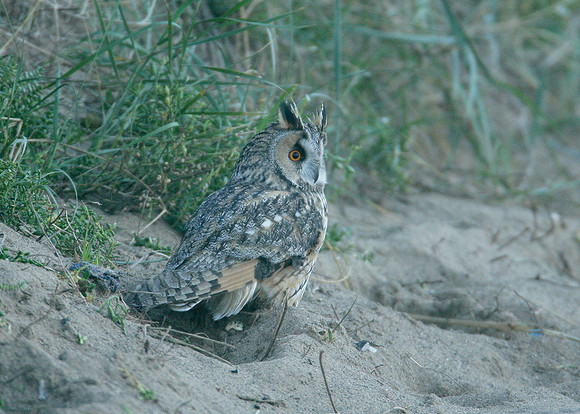 Long-eared Owl Asio otus