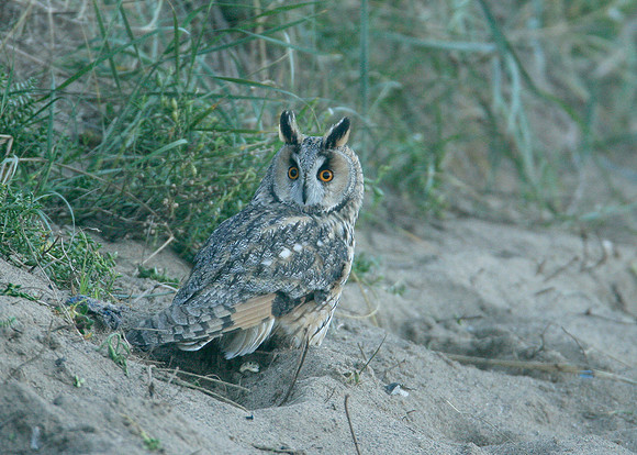 Long-eared Owl Asio otus