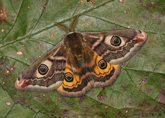 68.001BF 1643 Emperor Moth Saturnia pavonia