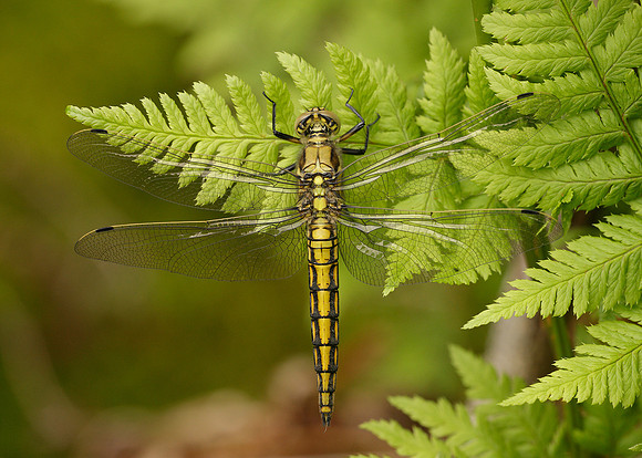 Black-tailed Skimmer Orthetrum cancellatum