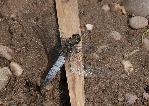 Black-tailed Skimmer Orthetrum cancellatum