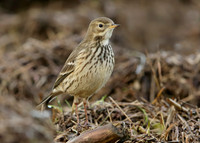 Buff-bellied Pipit Anthus rubescens
