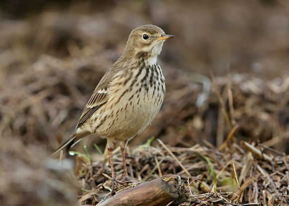 Buff-bellied Pipit  Anthus rubescens