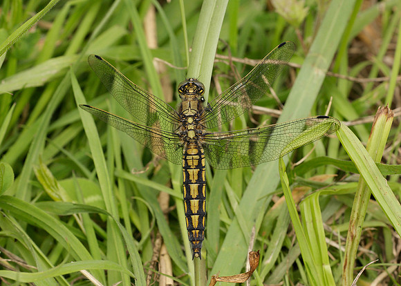 Black-tailed Skimmer Orthetrum cancellatum