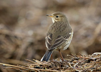 Buff-bellied Pipit Anthus rubescens