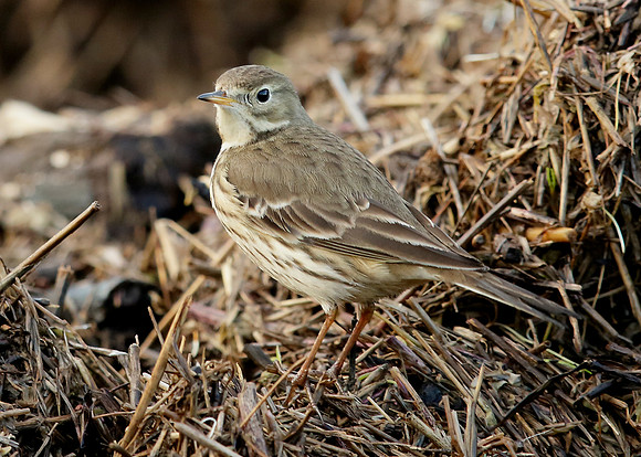 Buff-bellied Pipit  Anthus rubescens