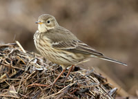 Buff-bellied Pipit  Anthus rubescens Cheshire Jan 2014