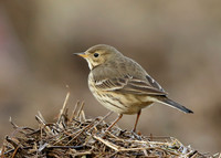 Buff-bellied Pipit Anthus rubescens