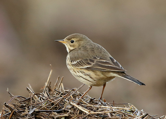 Buff-bellied Pipit  Anthus rubescens