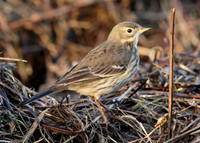 Buff-bellied Pipit Anthus rubescens