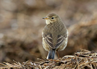 Buff-bellied Pipit Anthus rubescens