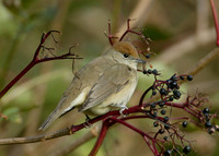 Blackcap Sylvia atricapilla