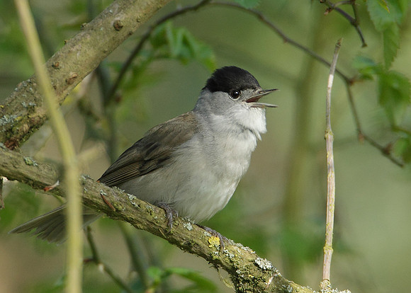 Blackcap Sylvia atricapilla