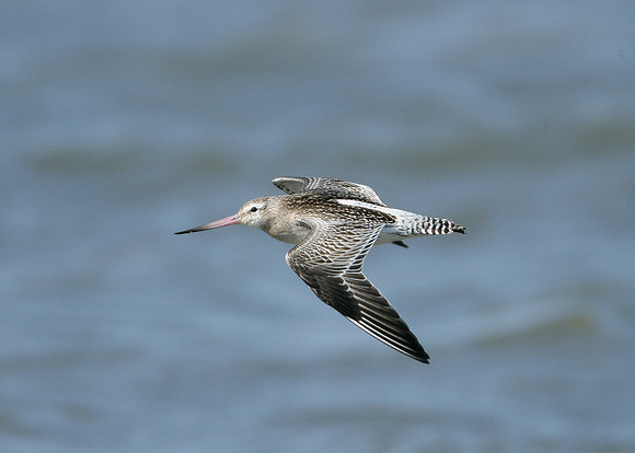Bar-tailed Godwit Limosa lapponica