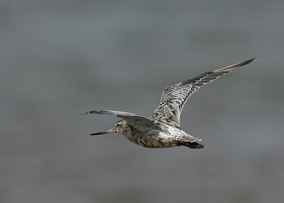 Bar-tailed Godwit Limosa lapponica