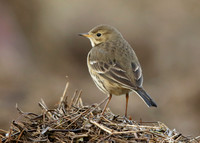 Buff-bellied Pipit Anthus rubescens