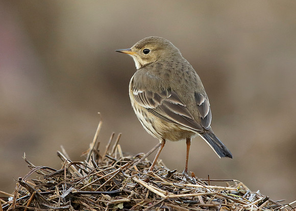 Buff-bellied Pipit  Anthus rubescens