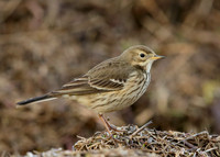 Buff-bellied Pipit Anthus rubescens