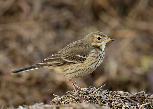 Buff-bellied Pipit  Anthus rubescens