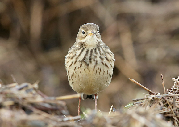 Buff-bellied Pipit  Anthus rubescens