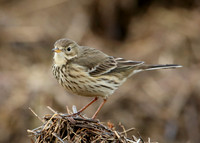 Buff-bellied Pipit Anthus rubescens