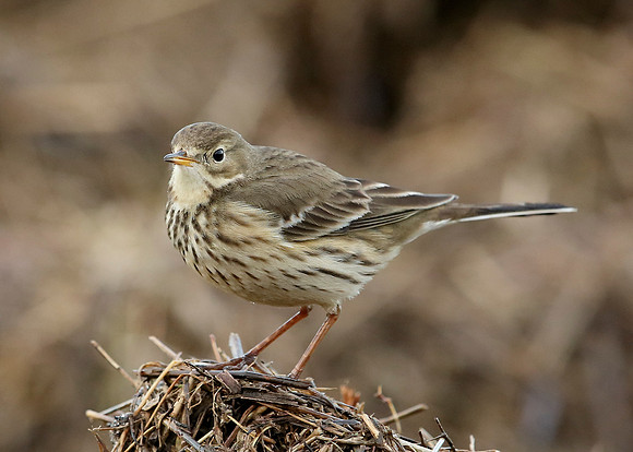 Buff-bellied Pipit  Anthus rubescens