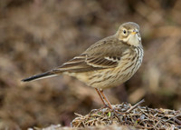 Buff-bellied Pipit Anthus rubescens