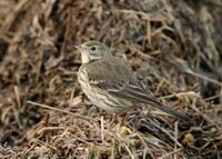 Buff-bellied Pipit Anthus rubescens