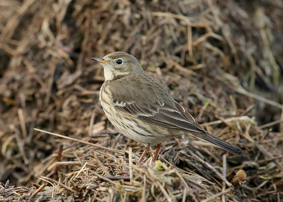 Buff-bellied Pipit  Anthus rubescens