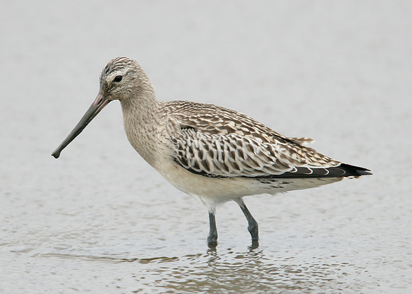 Bar-tailed Godwit Limosa lapponica