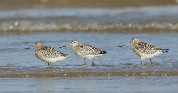 Bar-tailed Godwit Limosa lapponica