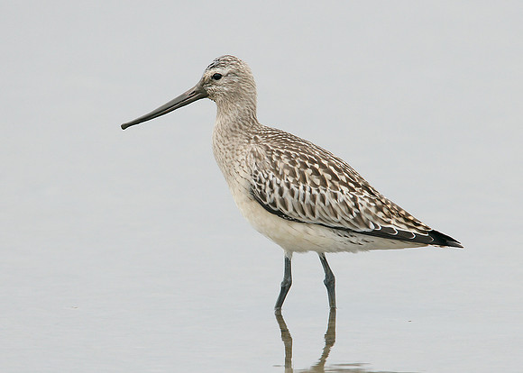 Bar-tailed Godwit Limosa lapponica