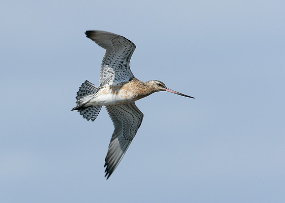 Bar-tailed Godwit Limosa lapponica