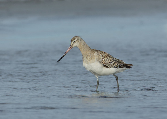 Bar-tailed Godwit Limosa lapponica